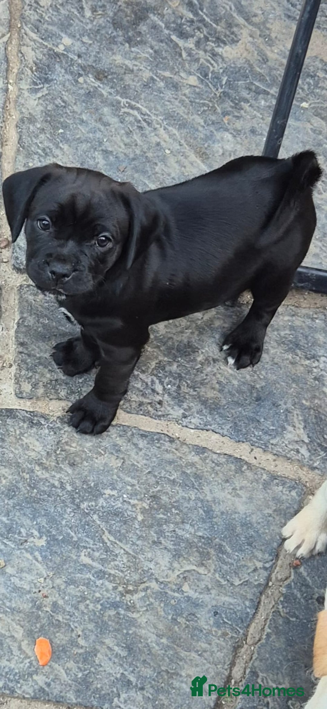 Mixed Breed dogs for sale: Adorable pug puppies  - Image 3
