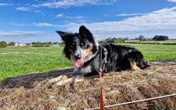 Border Collie dogs for stud: *STUD* Merlin - Image 3