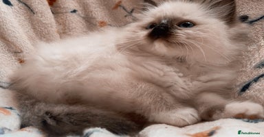 Ragdoll cats - Advert 14