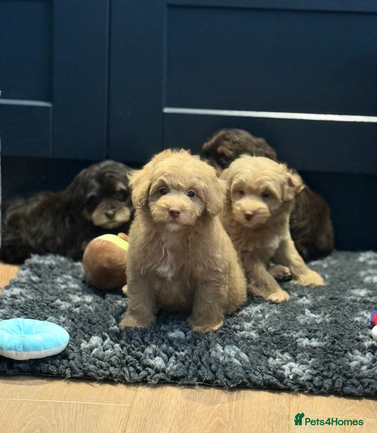 Schnoodle dogs 💫 WAITING LIST OPEN DNA CLEAR SCHNOODLES 💫  - Advert 2