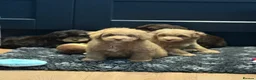 Schnoodle dogs for sale: 💫 WAITING LIST OPEN DNA CLEAR SCHNOODLES 💫  - Advert 7