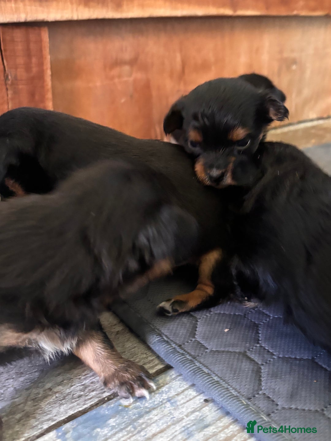 Mixed Breed dogs for sale: Jackawawa - Image 4