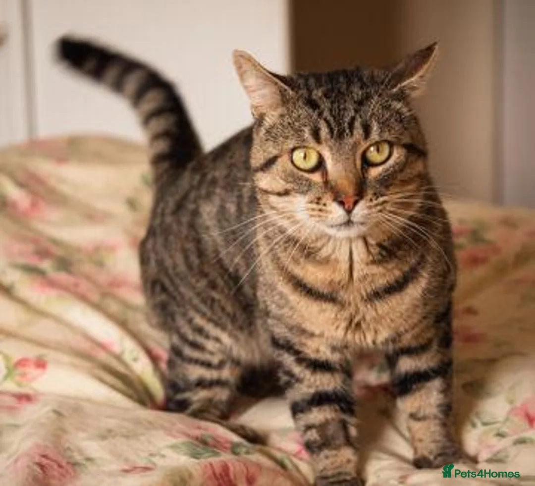 Mixed Breed cats for adoption: BERTIE - Advert 5