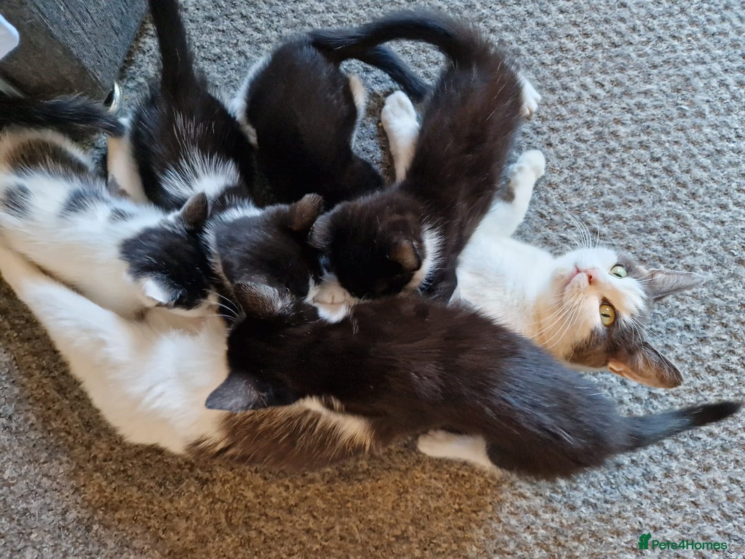 British Shorthair cats for sale: Gorgeous kittens. Boys/girls Can deliver. £60 ono - Advert 6