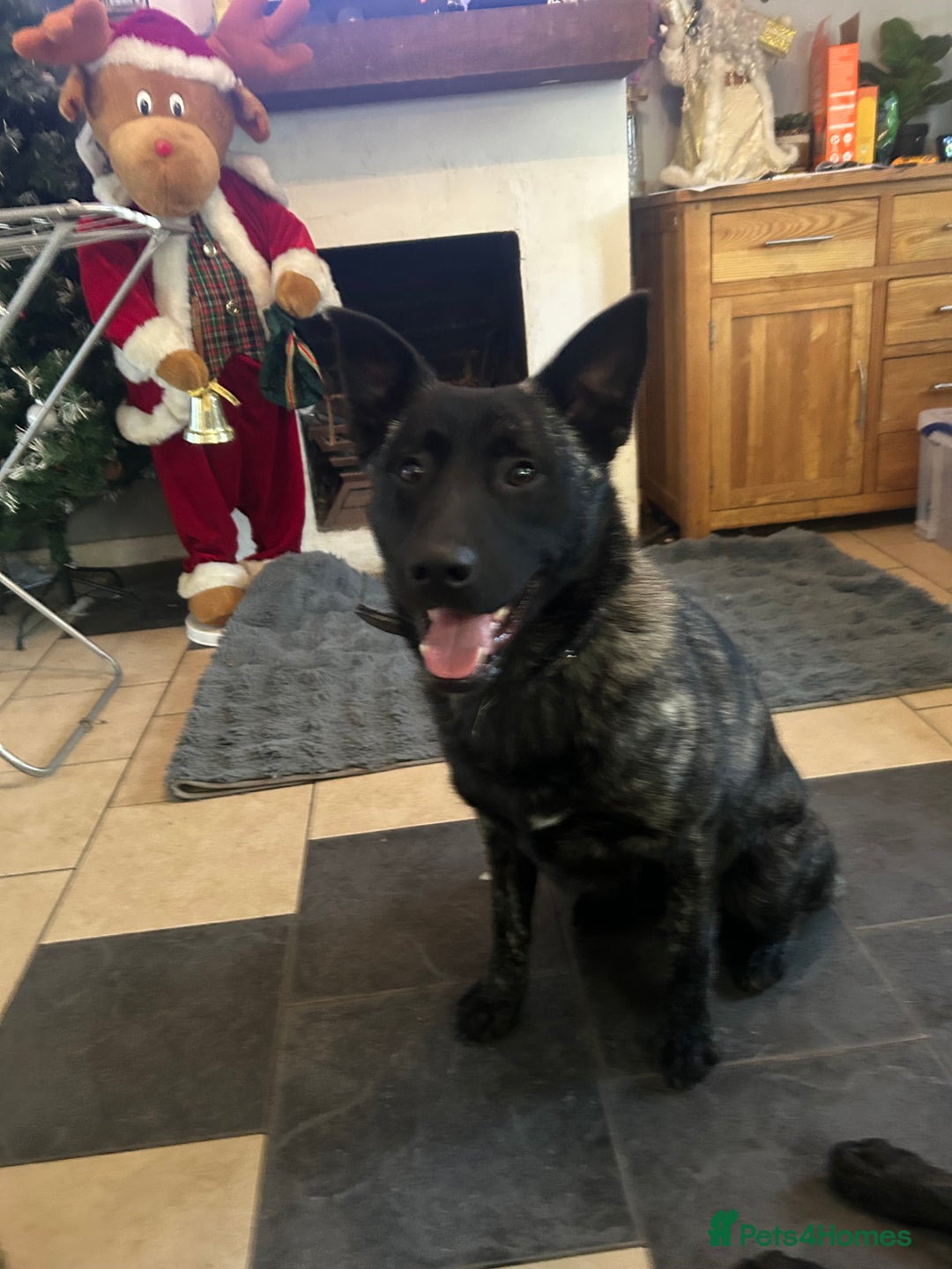Mixed Breed dogs for sale: German shepherd x staff - Advert 1