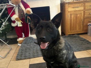 Mixed Breed dogs German shepherd x staff - Advert 4