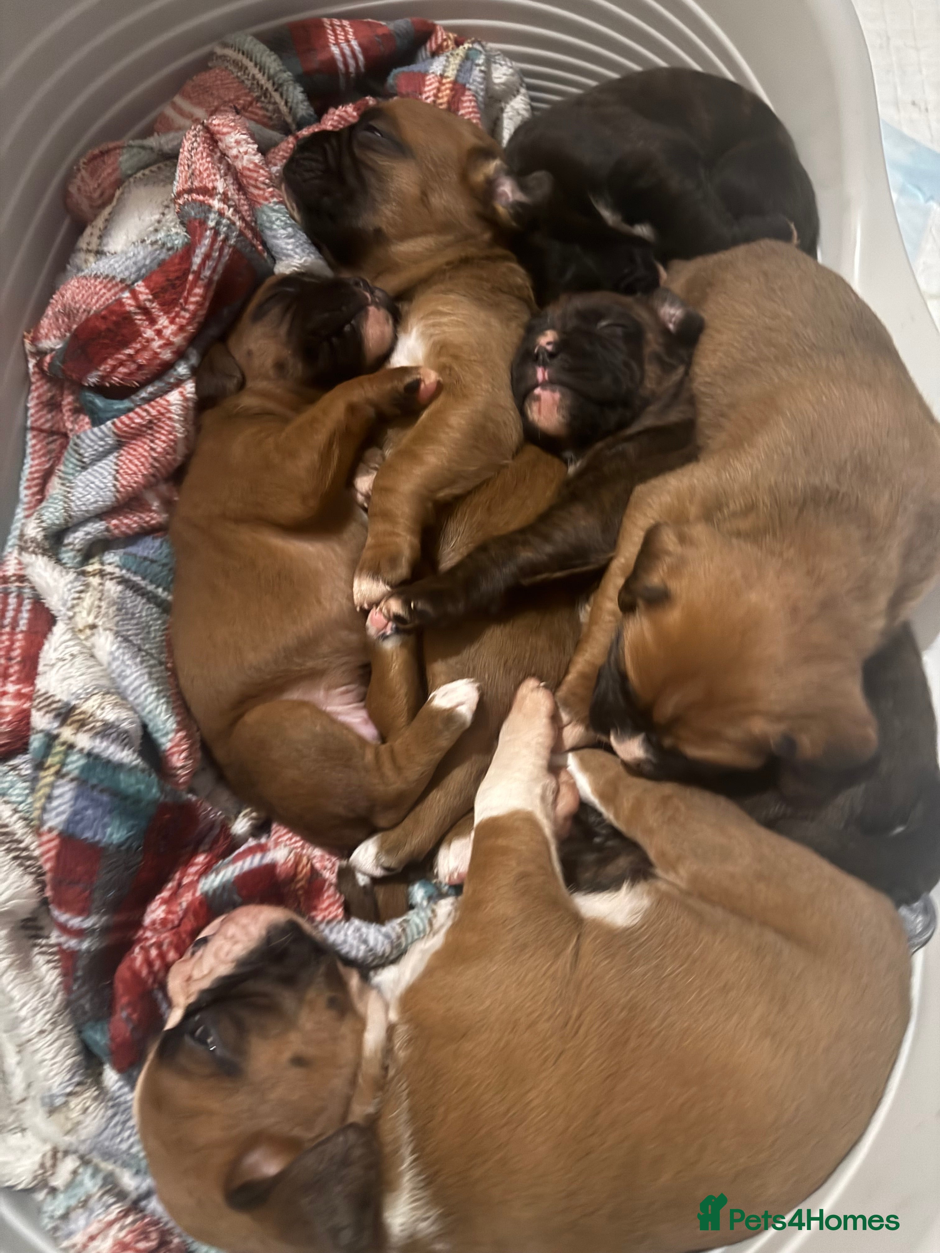 Boxer dogs Beautiful litter of 6 Pedigree Boxer Puppies  - Advert 5
