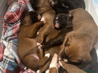 Boxer dogs Beautiful litter of 6 Pedigree Boxer Puppies - Advert 5