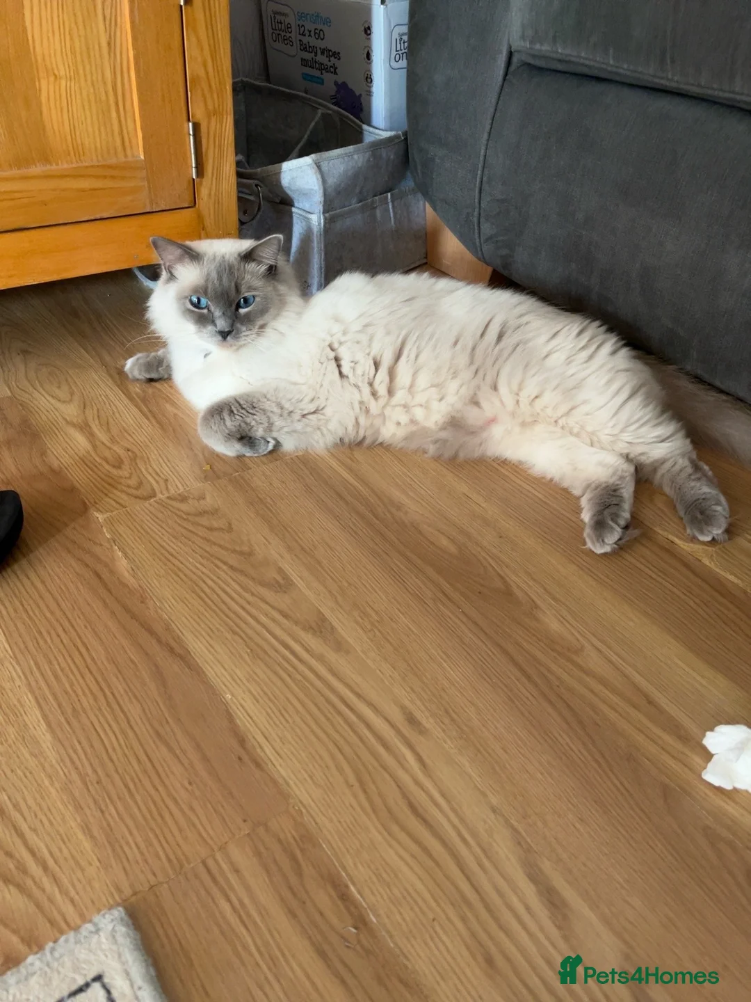 Ragdoll cats for sale: Beautiful female ragdoll kitten GCCF reg - Advert 2