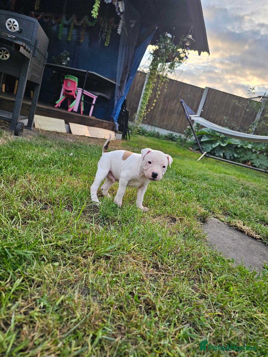 Staffordshire Bull Terrier dogs for sale: 🐾 Beautiful Staffordshire Bull Terrier Puppies 🐾 - Image 20