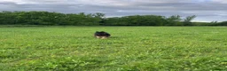 German Shepherd dogs for sale: Looking for new house - Advert 10