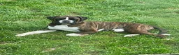 Boxer dogs for stud: Health tested proven boy for stud - Advert 3