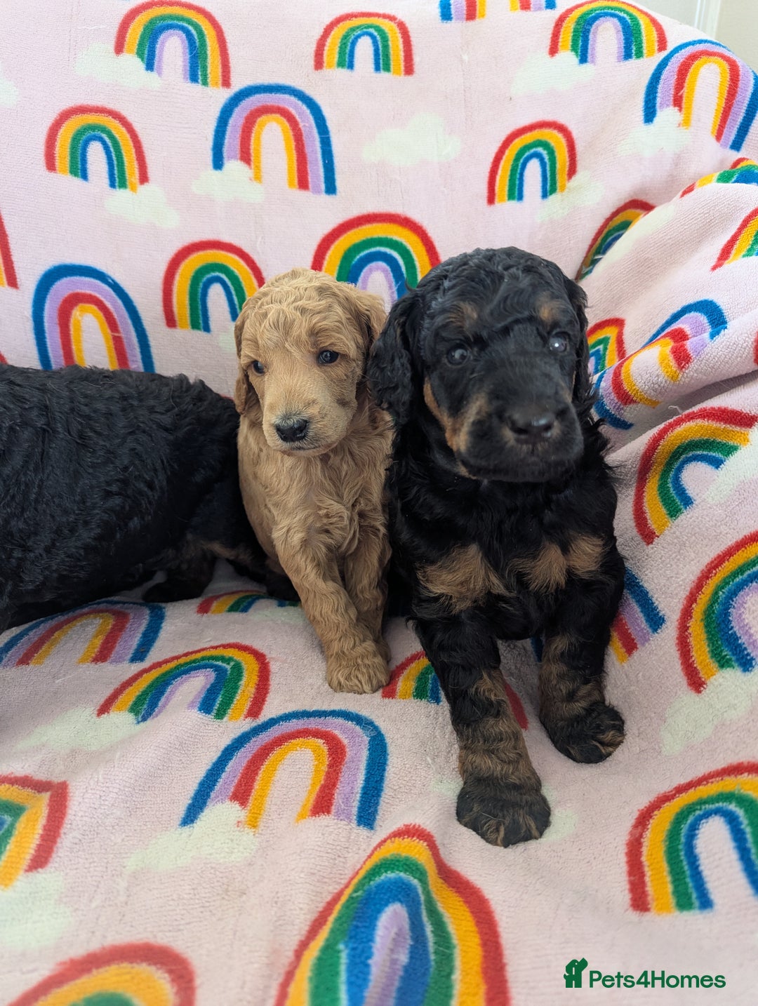Miniature Poodle dogs for sale: Stunning Red & Phantom Poodles - Image 36