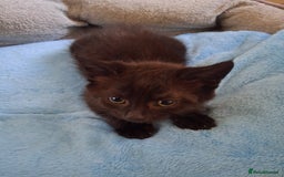 British Shorthair cats for sale: Beautiful kittens  - Image 8