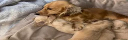 Miniature Dachshund dogs for sale: Here my 4 beautiful miniature dachshund - Advert 14