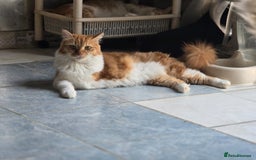 Persian cats for adoption: Super Loving Tripod Girl - Image 6