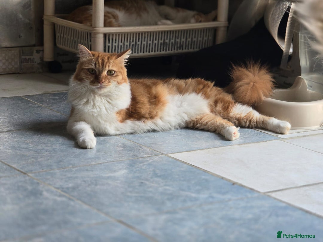 Persian cats for adoption: Super Loving Tripod Girl - Image 6