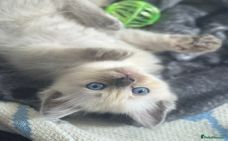 Ragdoll cats - Advert 1