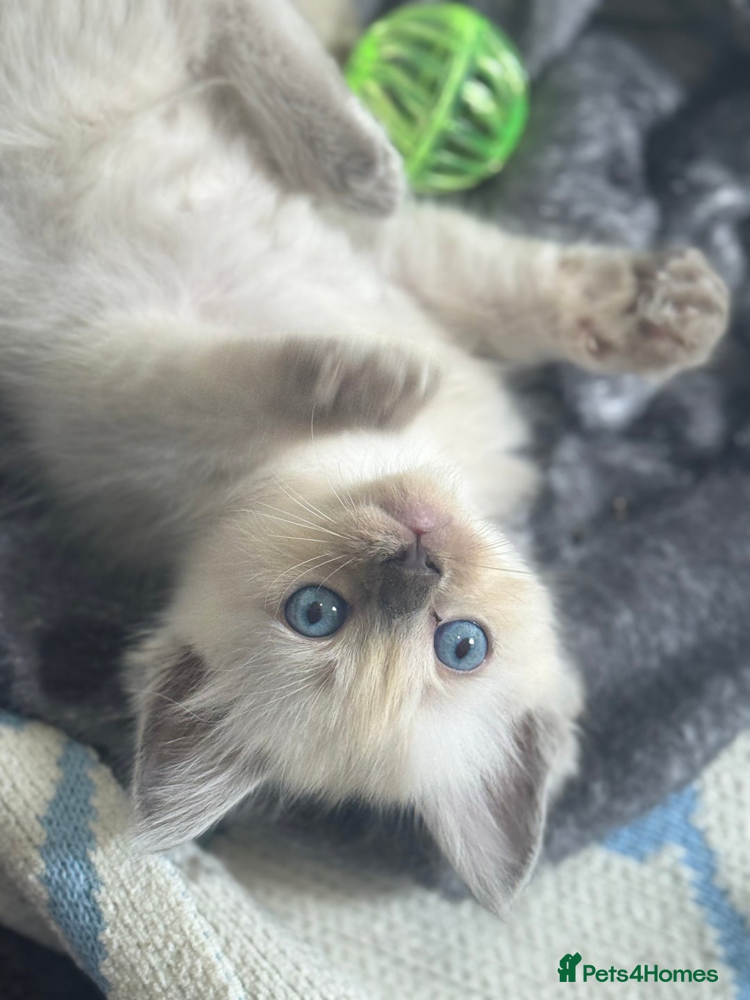 Ragdoll cats for sale: ⭐️BLUEPOINT RAGDOLL KITTEN ⭐️ - Image 4