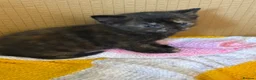 Mixed Breed cats for sale: One Tortoiseshell and two black kittens for sale  in Taunton - Advert 7