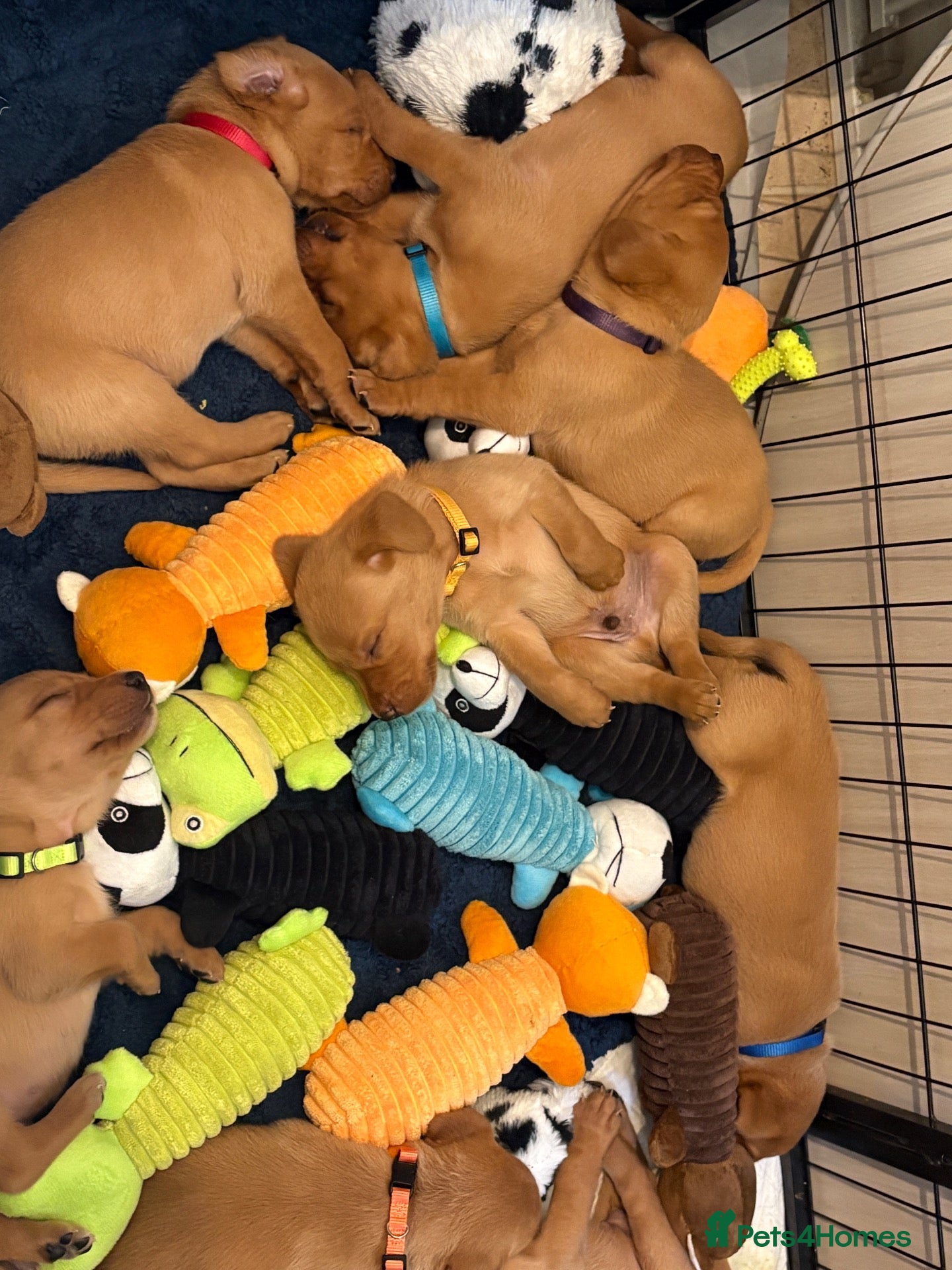 Labrador Retriever dogs Fox red Labrador puppies  - Advert 1
