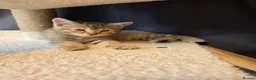 Mixed Breed cats for sale: Half bengal kittens - Advert 10