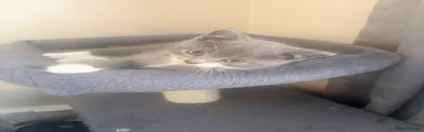 British Shorthair 1