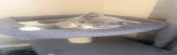 British Shorthair cats for sale:   L  Affectionate British Shorthair kittens - Advert 34