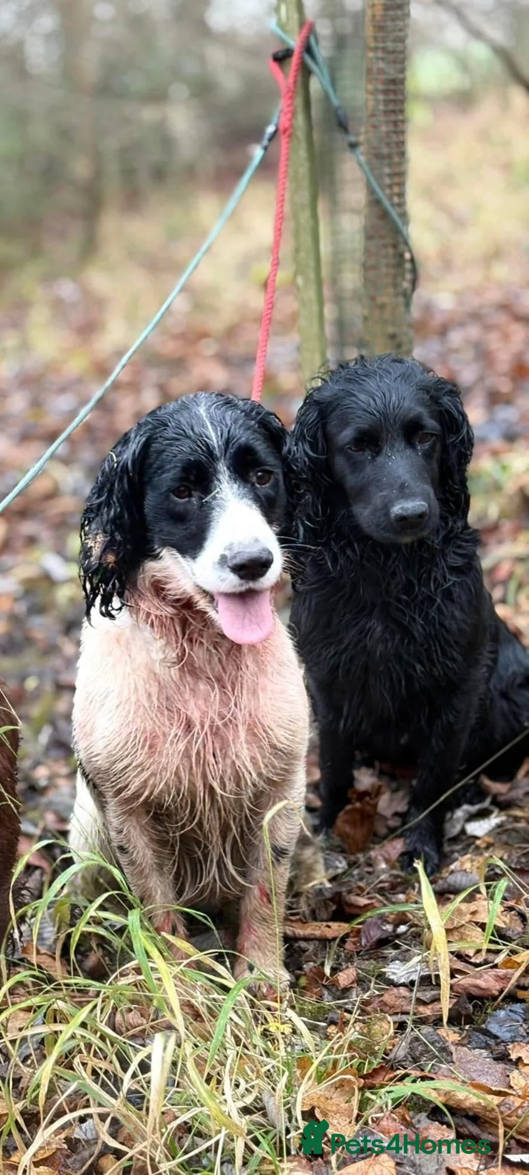 English Springer Spaniel dogs for sale: Springer spaniel puppy  - Advert 2