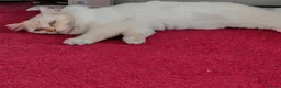 Ragdoll cats for sale: Ollie the Ragdoll Cat needs a new home - Advert 3