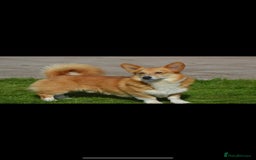 Welsh Corgi Pembroke dogs for stud: Well proven quality corgi for stud duties. in Southport - Image 3