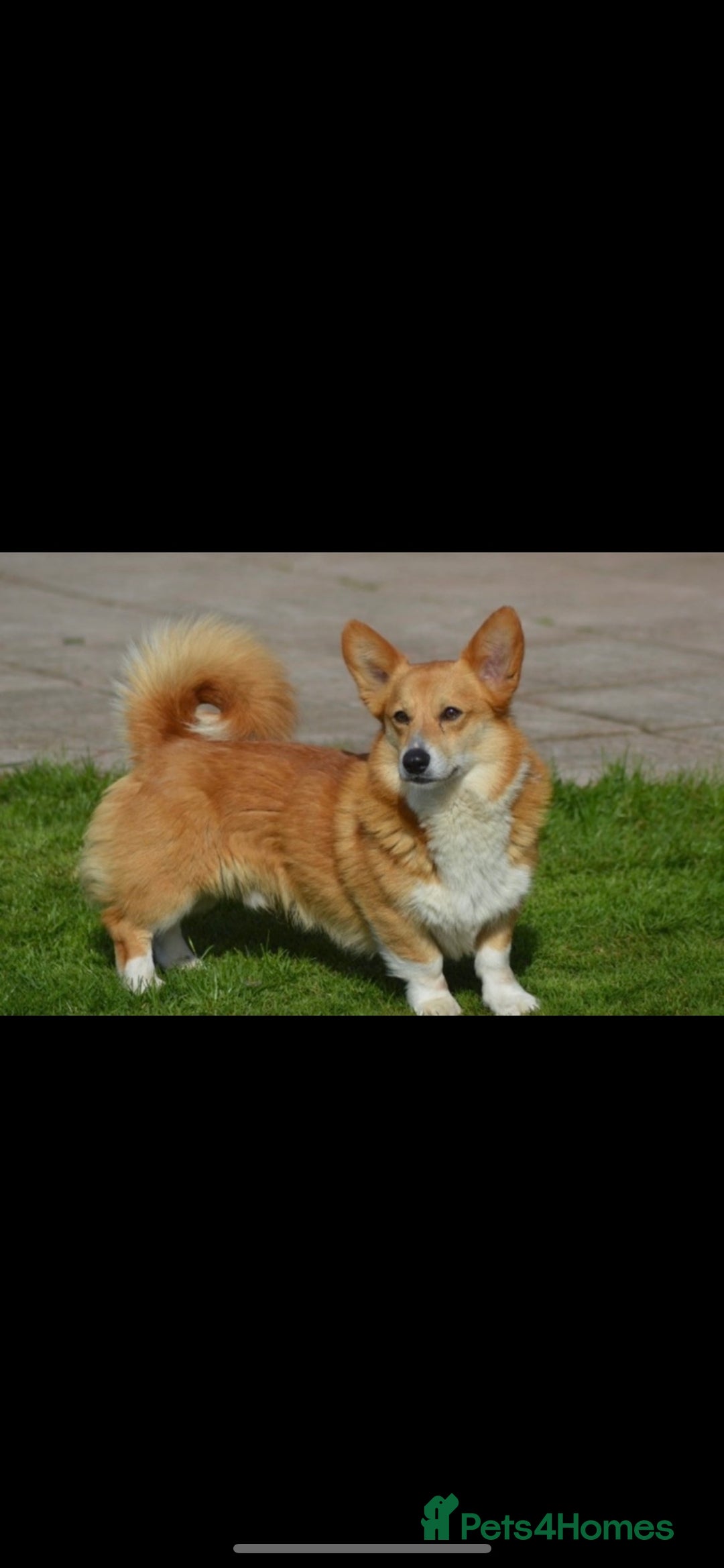 Welsh Corgi Pembroke dogs for stud: Well proven quality corgi for stud duties. in Southport - Image 3