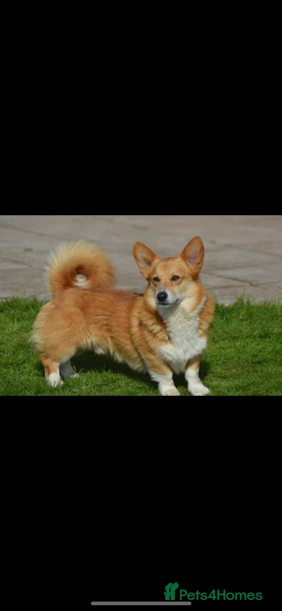Welsh Corgi Pembroke dogs for stud: Well proven quality corgi for stud duties. in Southport - Advert 3