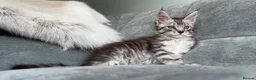 Maine Coon cats for sale: 3 Gorgeous TICA Registered Mainecoon kittens  - Advert 13