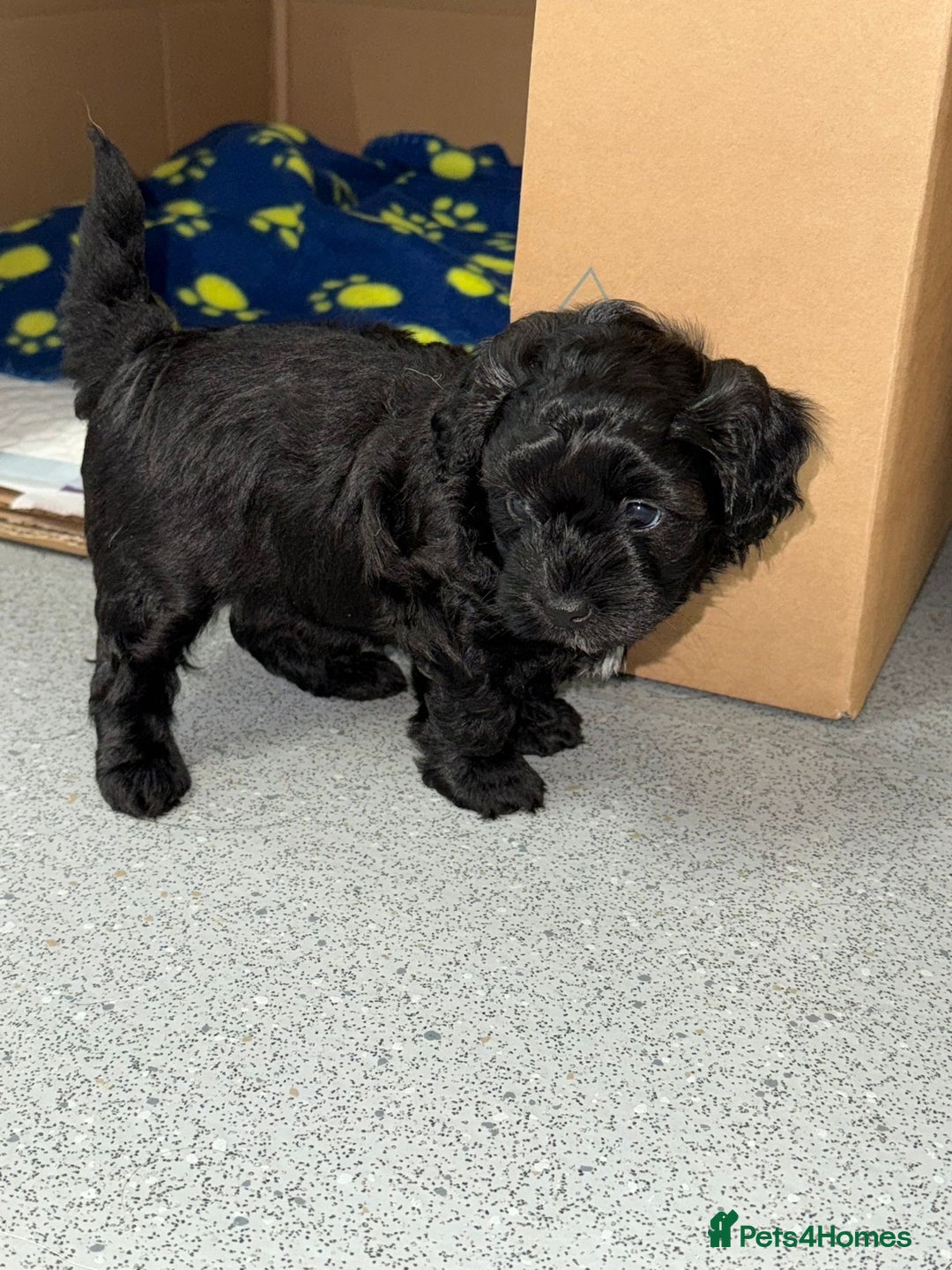 Mixed Breed dogs for sale: Poochon x chipoo small puppies - Image 9