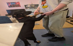 Mixed Breed dogs for sale: 2 Shepweiler Puppies  - Image 5