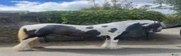 Irish Cob horses for sale: Stunning TGCA Registered Gypsy Cob Filly in Stowmarket - Advert 2
