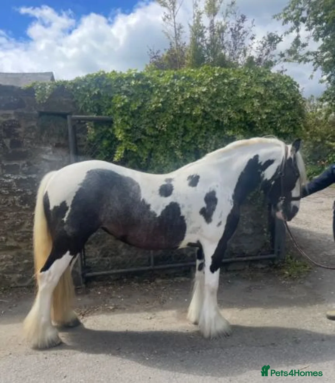 Irish Cob horses for sale: Stunning TGCA Registered Gypsy Cob Filly in Stowmarket - Advert 2
