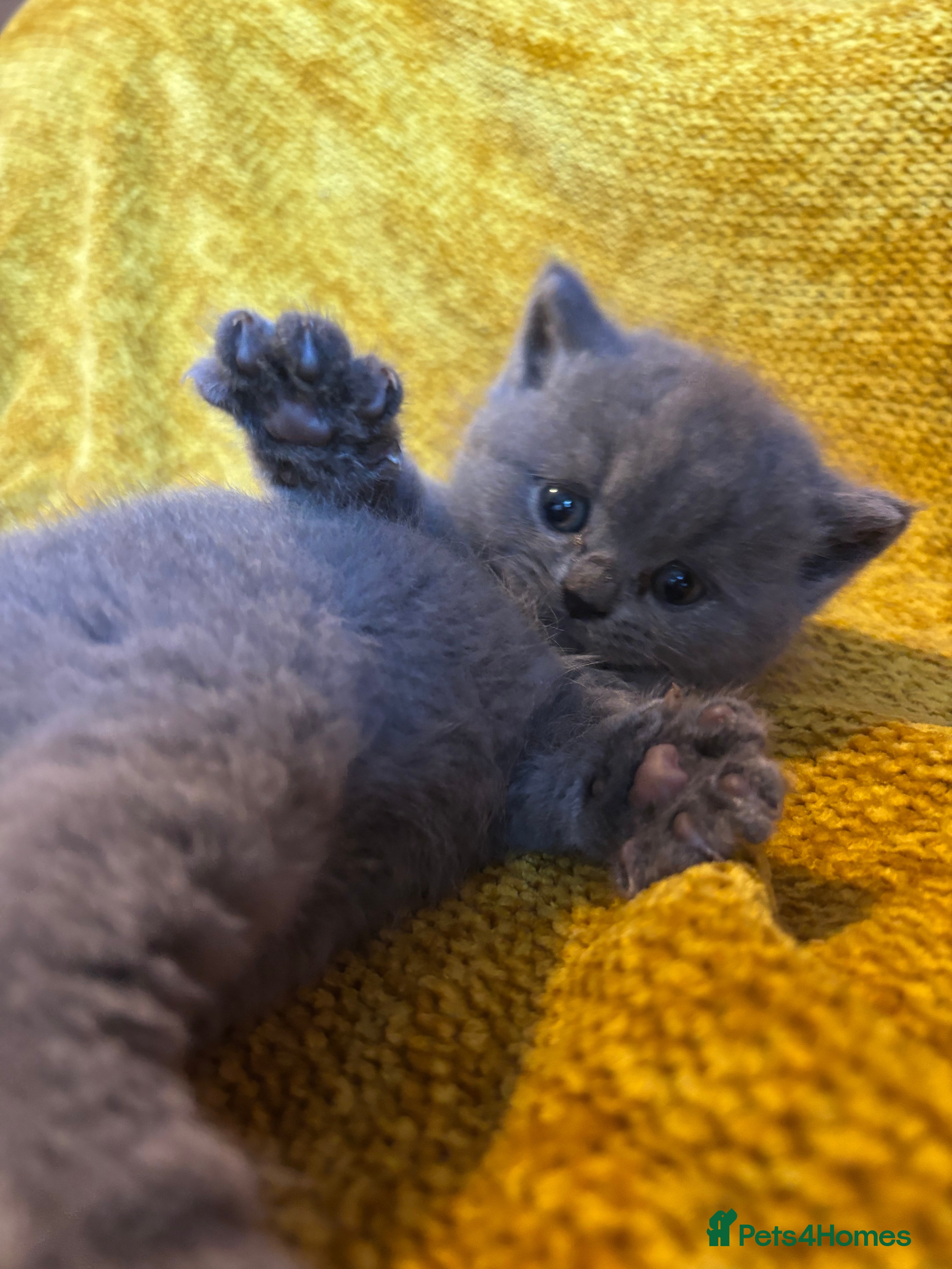 British Shorthair cats British shorthair kittens 🤩 - Advert 3