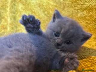 British Shorthair cats British shorthair kittens 🤩 - Advert 6