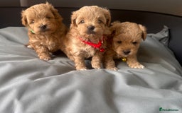 Maltipoo dogs for sale: Perfect small Maltipoo’s  puppy’s ❤️ - Image 13
