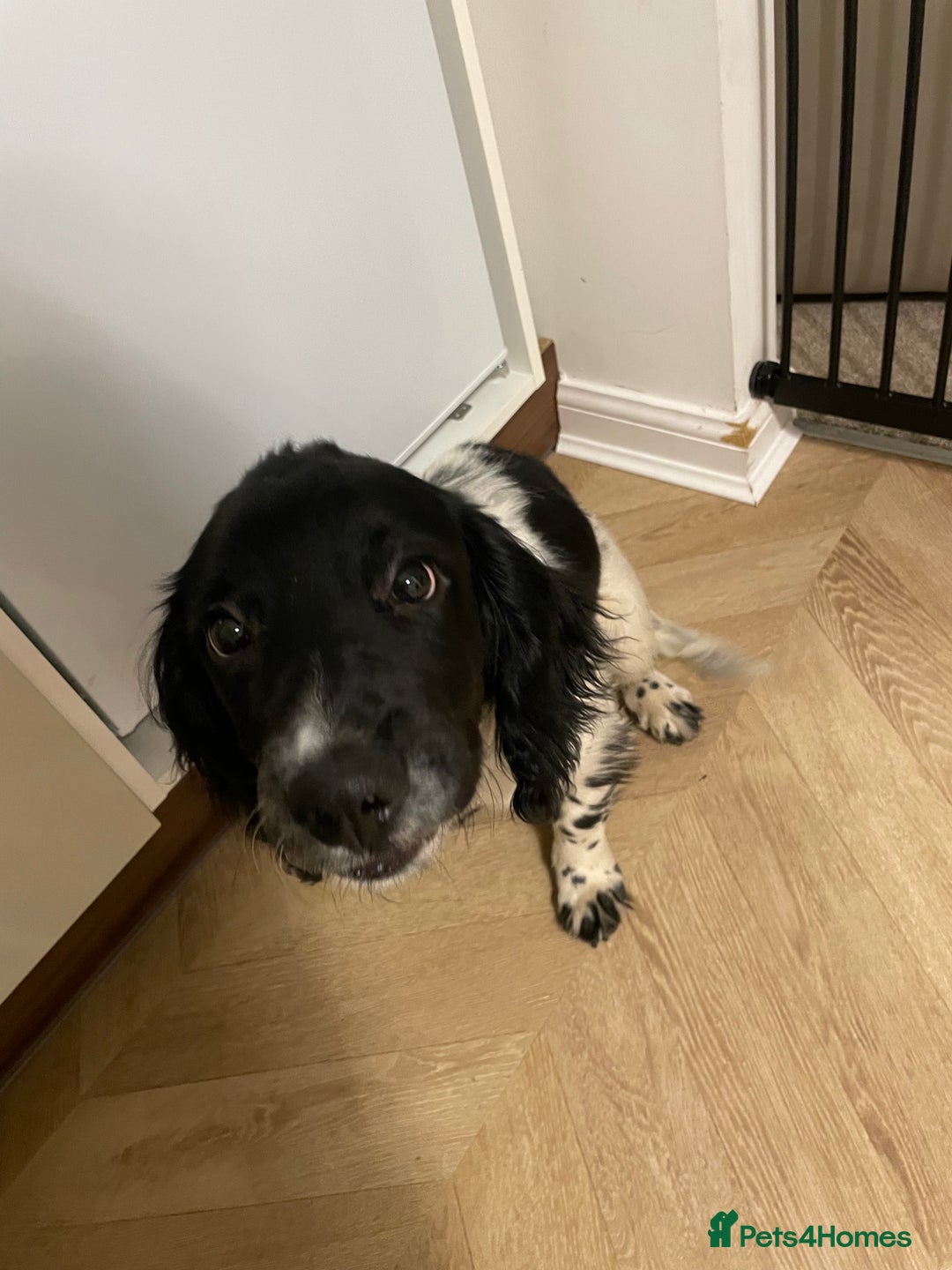 English Springer Spaniel dogs for sale: Purebred Springer spaniel  - Advert 2