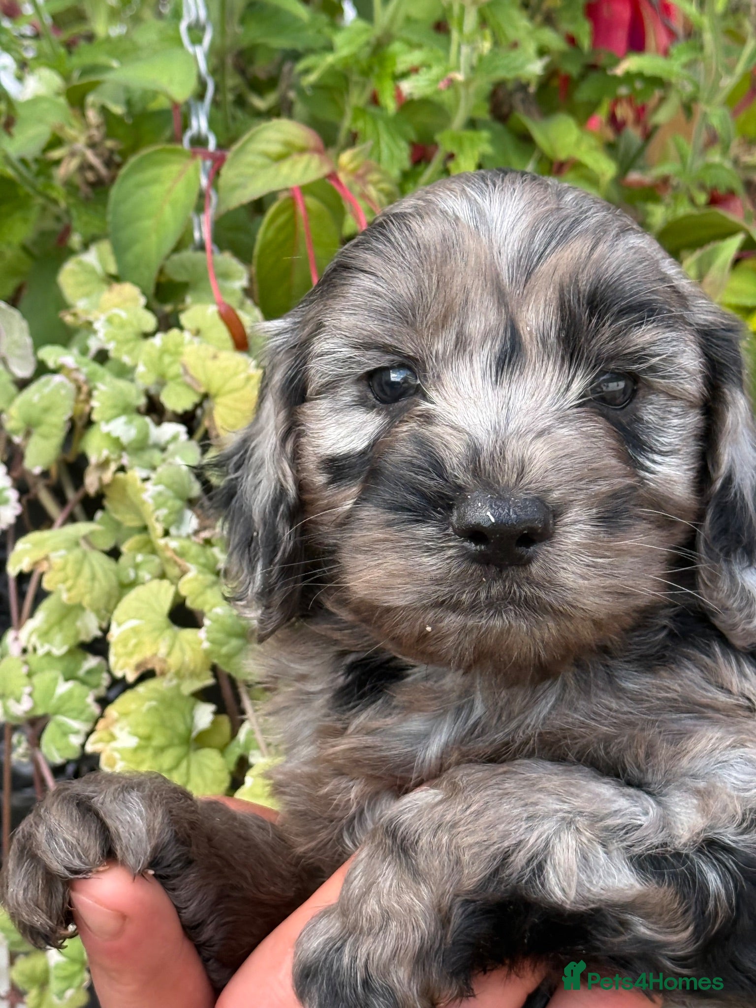 Cockapoo dogs Stunning F1 Cockapoos - Advert 2