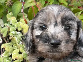 Cockapoo dogs Stunning F1 Cockapoos - Advert 2