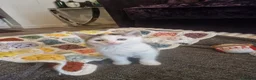 Mixed Breed cats for sale: 5 healthy kittens in Braintree - Advert 9