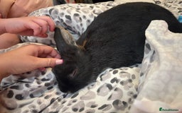 Polish rabbits for sale: Rabbit’s - Image 4