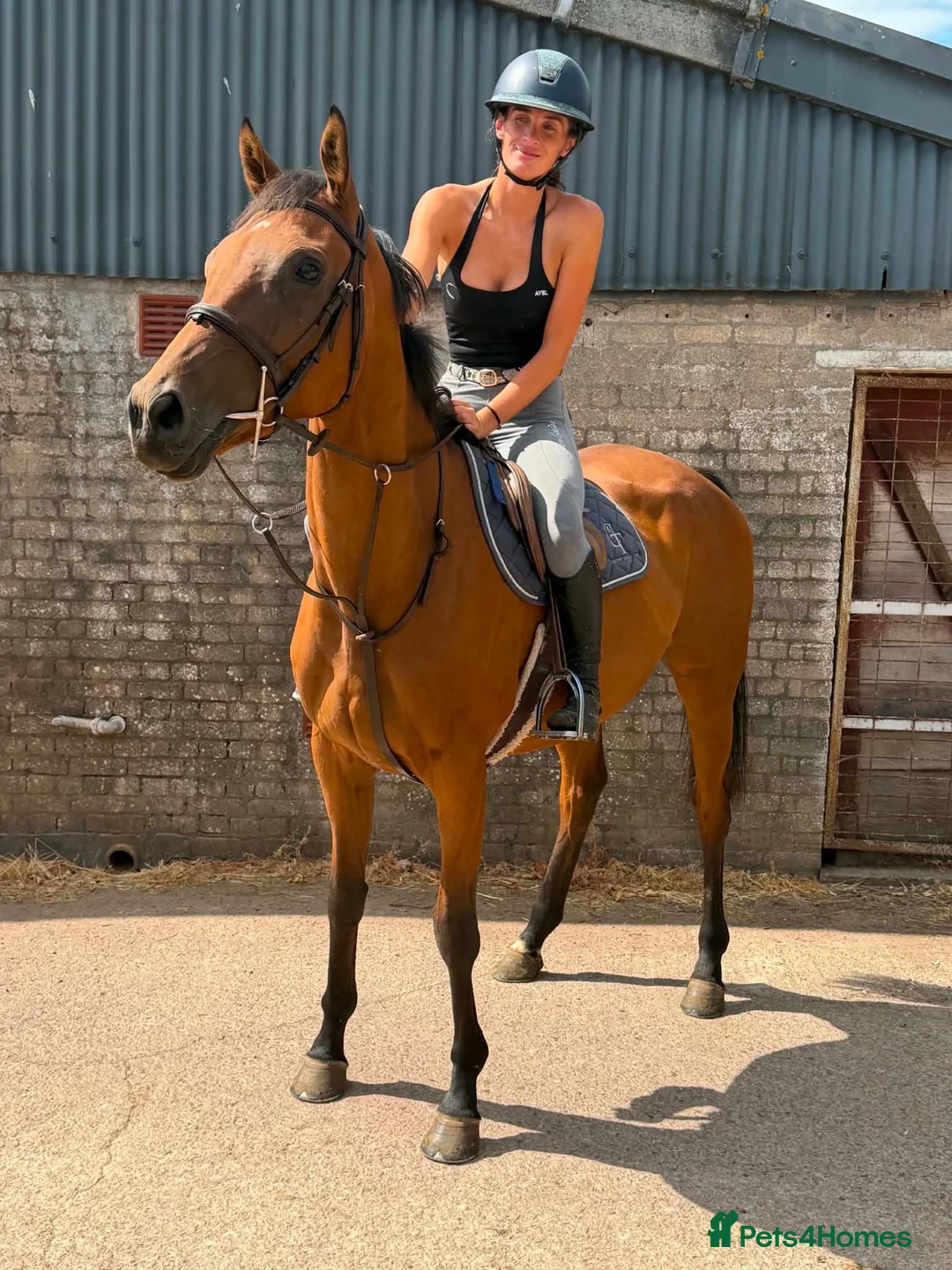 English Thoroughbred horses for sale: Ryder - The coolest boy in camp ❤️ - Advert 6