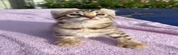 Keetso cats for sale: Stunning wild looking polydactyl curl ear keetsos  - Advert 38