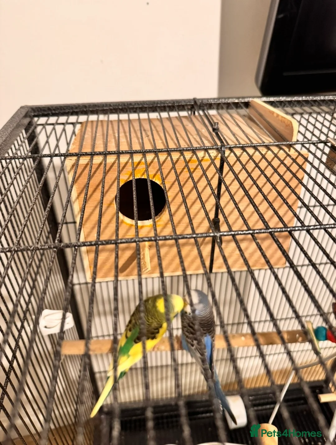 Budgerigars birds for sale: Beautiful Budgies for Sale - Advert 4