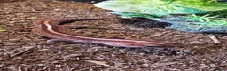 Gecko reptiles for sale: 2 fat tailed geckos & 1 leopard gecko - Advert 2